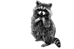 Raccoon