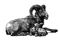 Bighorn Sheep