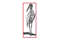 2_Stork