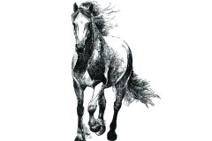 Andalusian_horse_1200x2200_px-e1786057743217