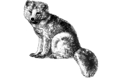 Arctic-Fox