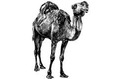 Camel