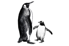 Penguin