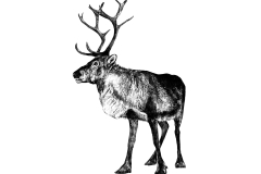 Reindeer