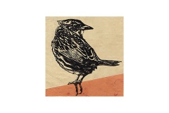 Sparrow-_72-1