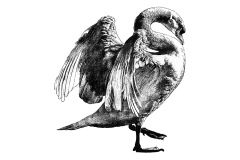 Swan_1200x2200_72