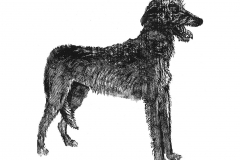 Wolfhound