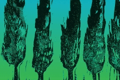 Cypress Trees